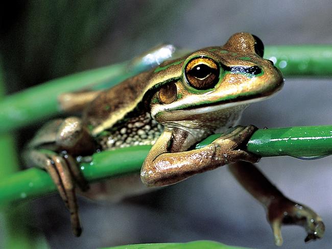 Endangered Green and Golden Bell Frog.