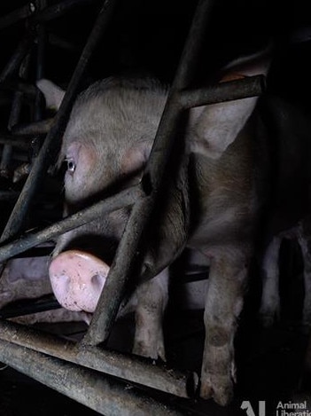 A pig caught on film in cramped conditions at a Wacol property recently. Picture: Still from a video from the Animal Liberation Queensland.