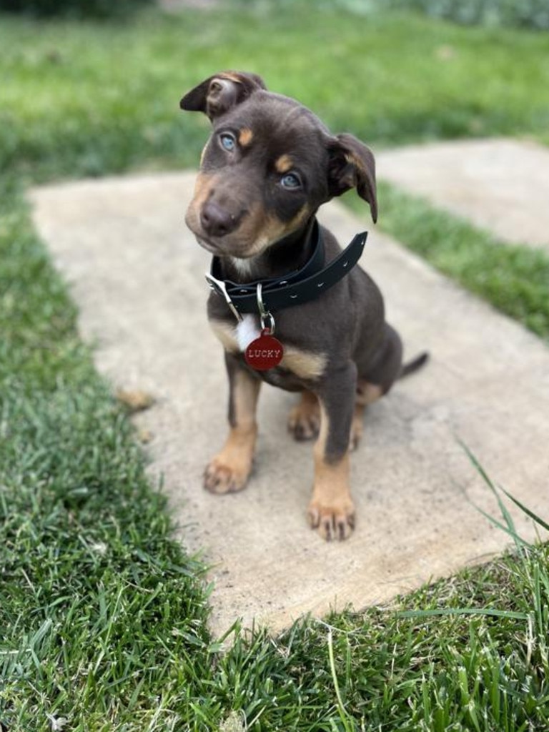 Scott Pape's puppy, Lucky.