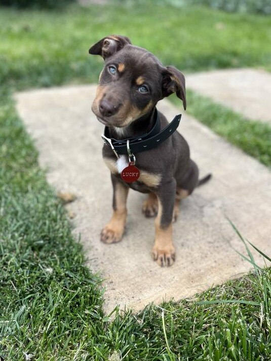 Scott Pape's puppy, Lucky.