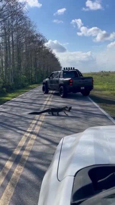 Alligator Stops Traffic as it Crosses Road With Turtle in its Mouth