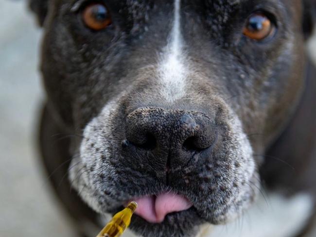 Push for medicinal cannabis for pets over black market overdose fears