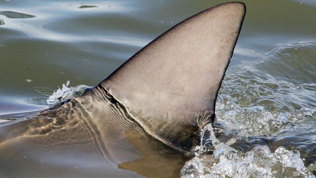 A shark at Carbrook golf club. Photographer: Jodie Richter