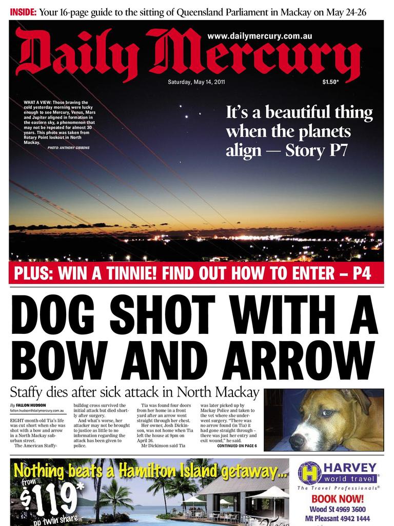 Dog shot with bow and arrow