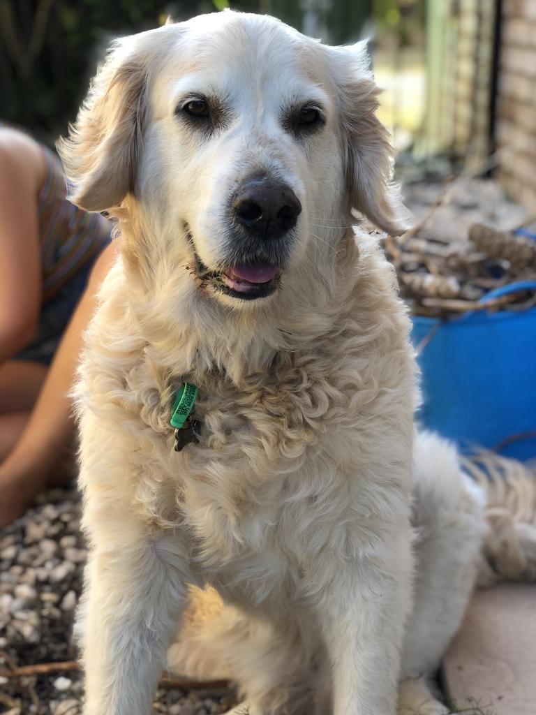 Ollie helping in the garden. Picture: Tina Langford