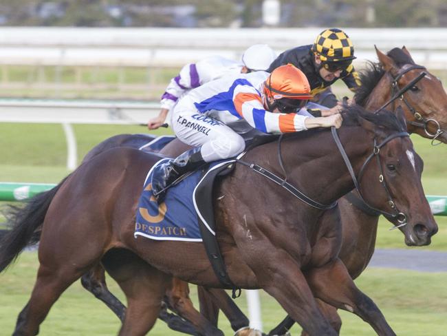 Despatch fights off the fast finishing Behemoth to win the Group 1 Goodwood at Morphettville in May cementing himself the 2018-19 SA Horse of the Year Award. Picture: Atkins Photography