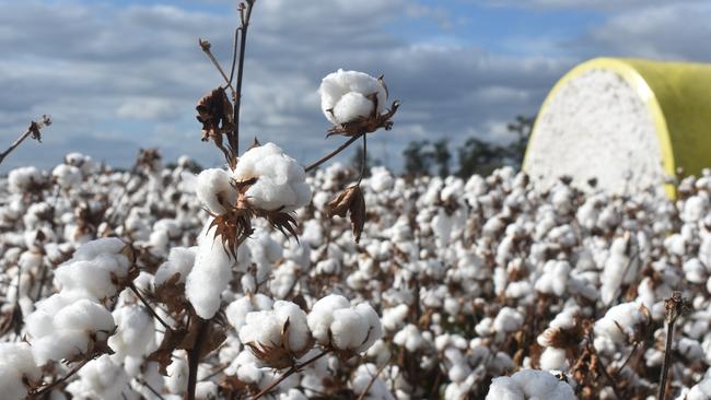 Cotton crop planting area has more than doubled this summer.