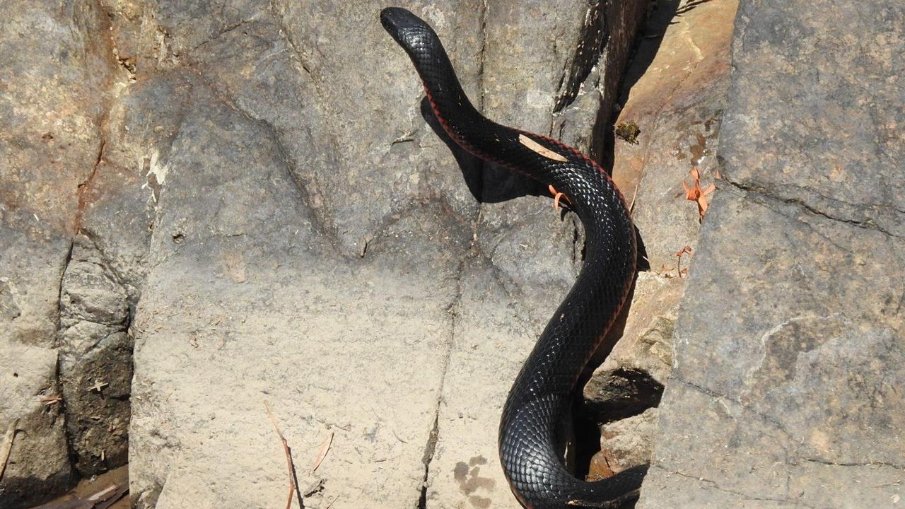 Jenny Hillman's first view of the fight was just one snake coming out from between the rocks. Picture: Jenny Hillman