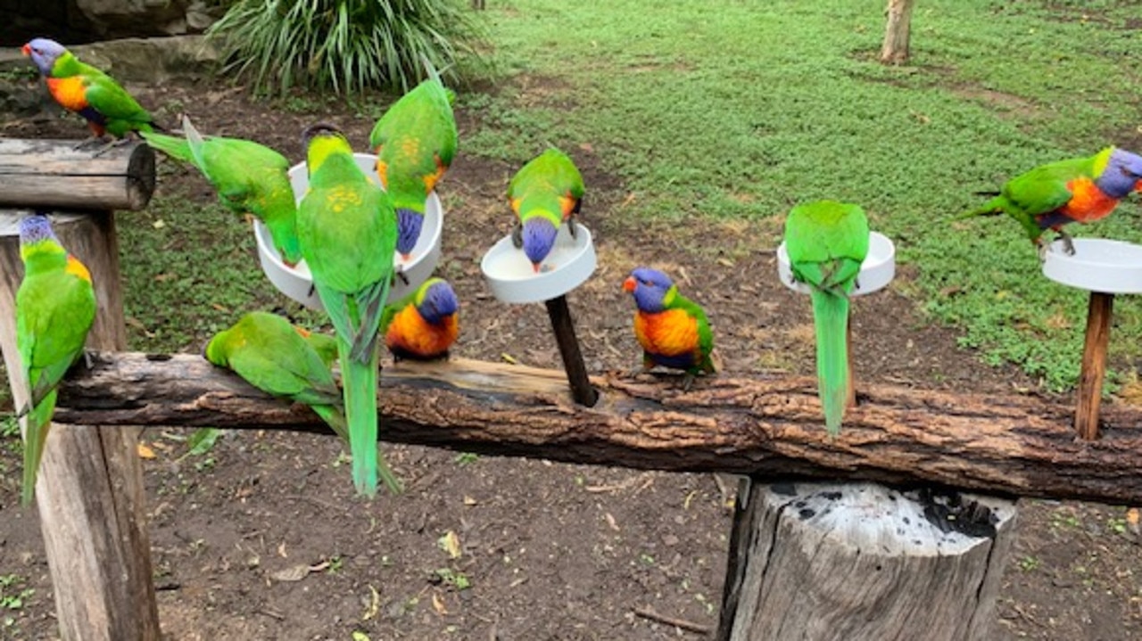 The wild lorikeets were shrieking with delight. Picture: News Corp