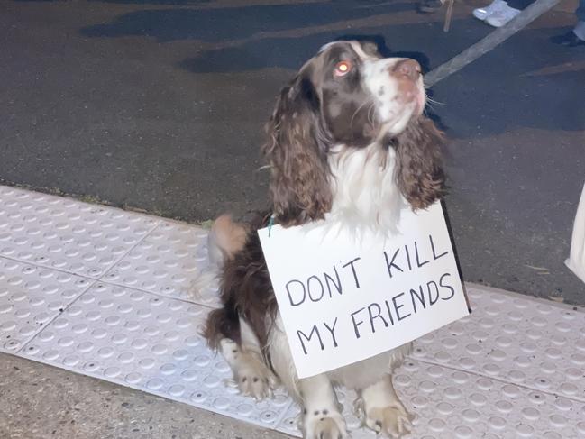 Rally against Whittlesea Council taking over the Epping Animal Welfare Facility, rallying at the Moreland City Council. Images: Gemma Scerri