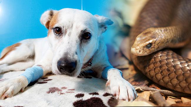 Dog owners are being warned to watch for snakes as Melbourne approaches its warmest months.