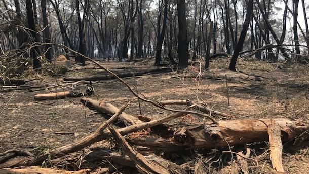 Damage done by the Green Wattle fire.