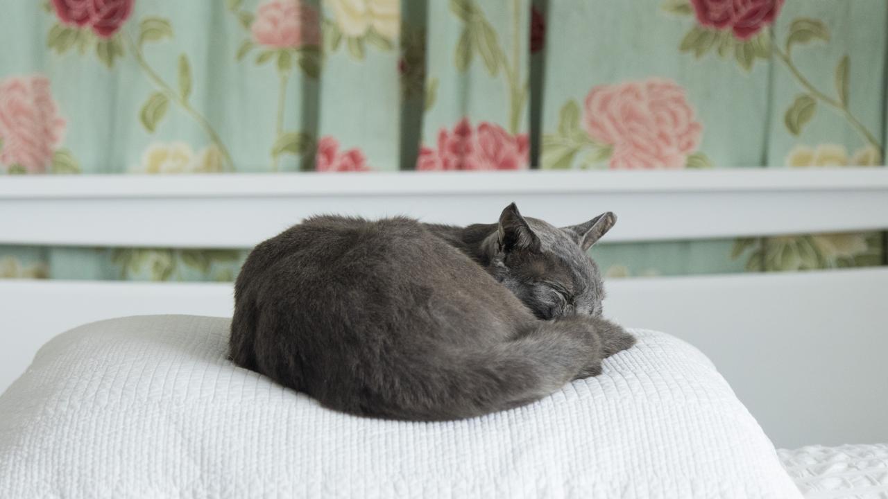 Eyes closed, as if asleep: Milton, Amanda Such’s much-loved grey cat who she had freeze-dried.