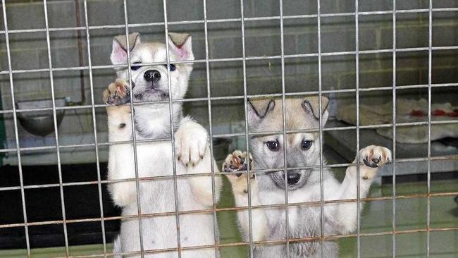 The two husky cross puppies found in a drain. Picture: Contributed