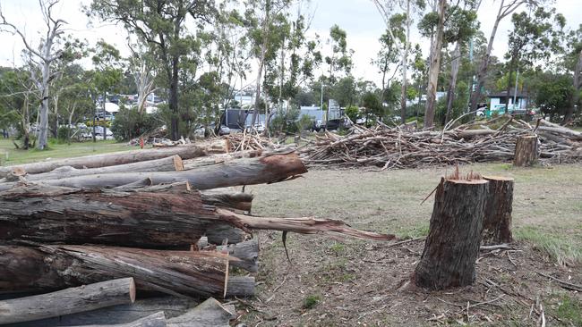 A large quantity of gum trees have been chopped down at TSS. Picture: Glenn Hampson.