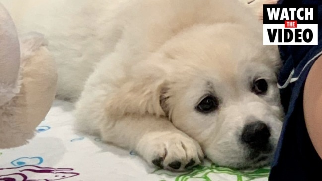 Puppy Diary: Bringing Molly the 8-week Golden Retriever