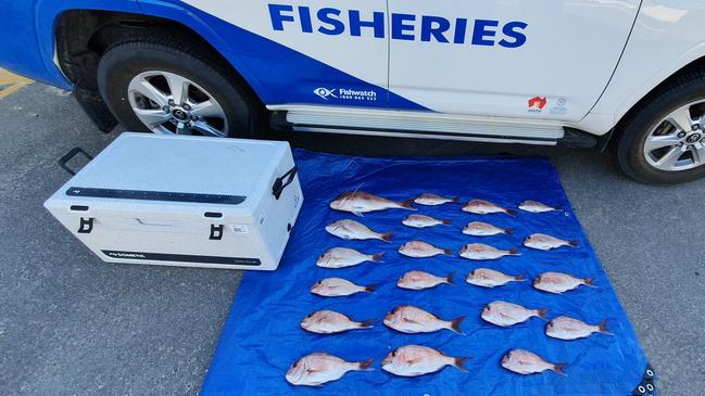 Seized snapper from Cape Jervis. Picture: Supplied