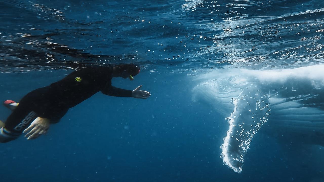 What to expect on Australia’s first ‘whale retreat’