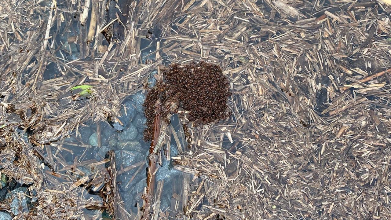 A fire ant ‘raft’ in the Logan River this week. Picture: Courtesy Invasive Species Council