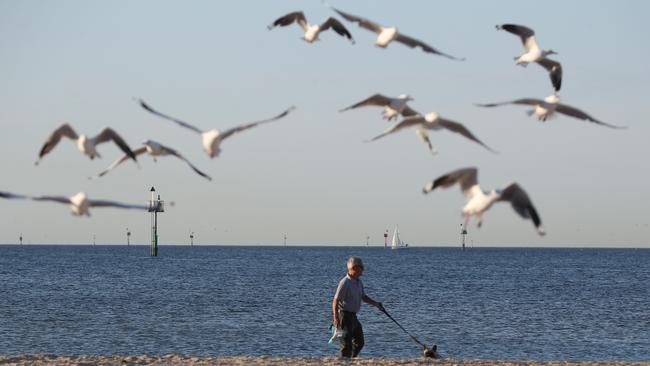 Hot weather n Melbourne. A man was his dog in Port Melbourne. Saturday, January 6. 2018. Picture: David Crosling