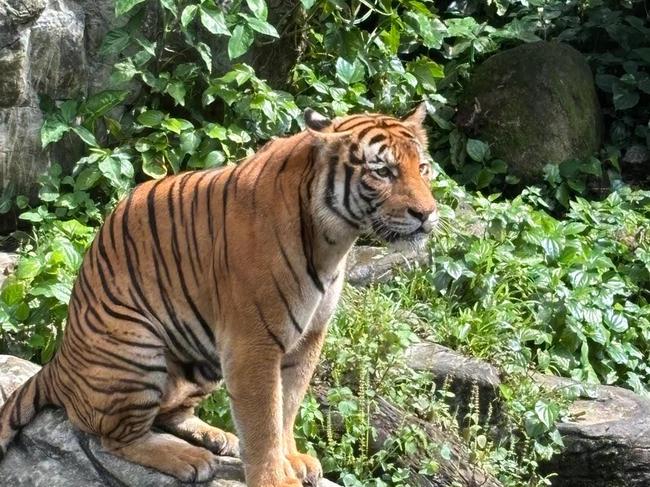 There are only 150 tigers left in the wild in Malaysia.