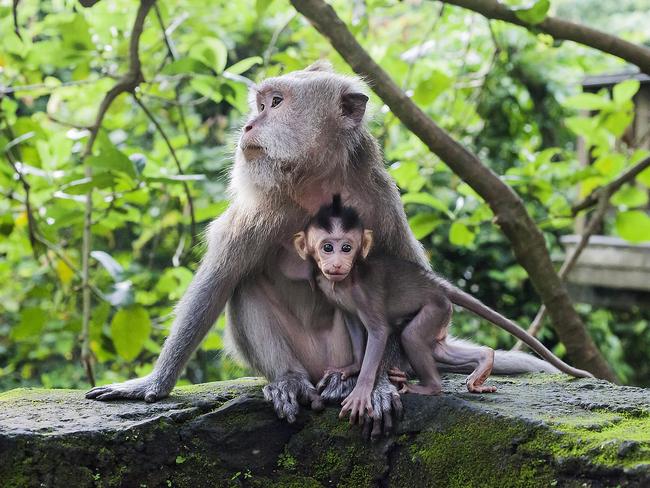 ESCAPE:  Macaque family. Small macaca fascicularis baby and mother in green Ubud Monkey Forest, Bali, Indonesia  Picture: Istock