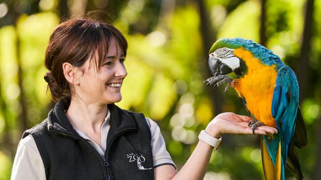 Zoo Keeper Giulia Pierce with Manu, 18, a macaw at the Adelaide Zoo, ahead of its reopening on June 22. Picture: Matt Loxton