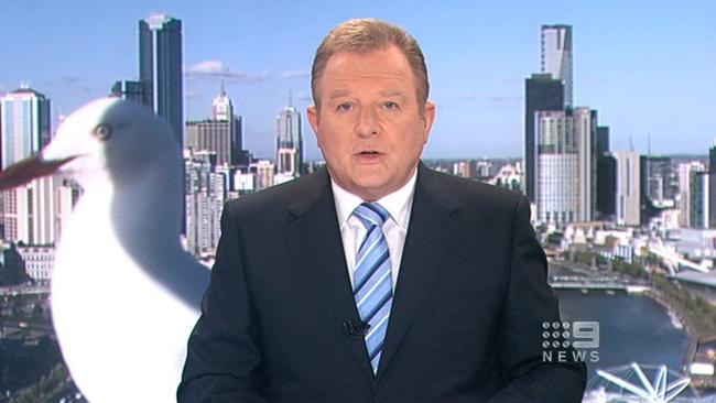 A seagull walked across a real-time projection of the Melbourne cityscape behind Peter Hitchener's head during the 6pm bulletin.