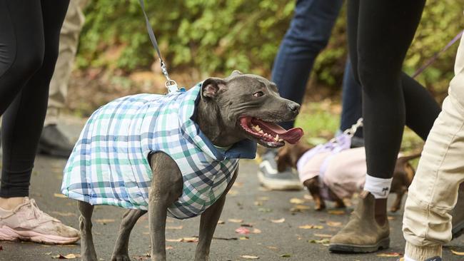 Million Paws Walk in the Adelaide Botanic Gardens, Sunday, May 28, 2023. Picture: Matt Loxton