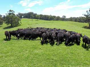 GONE: Cattle on a Hernani property where more than 500 head of cattle were stolen over a three-year period. Picture: NSW Police