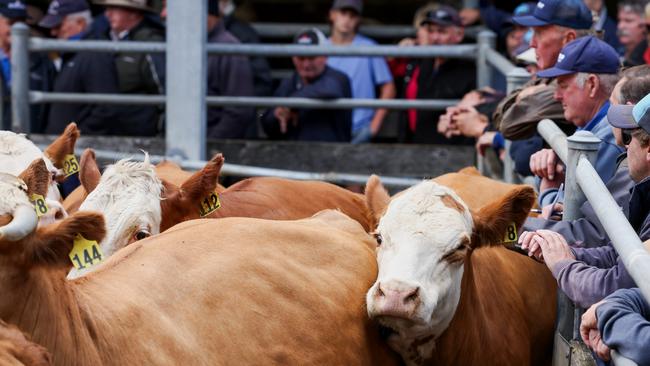 Selling action at the Colac store cattle sale. Picture: Nicole Cleary