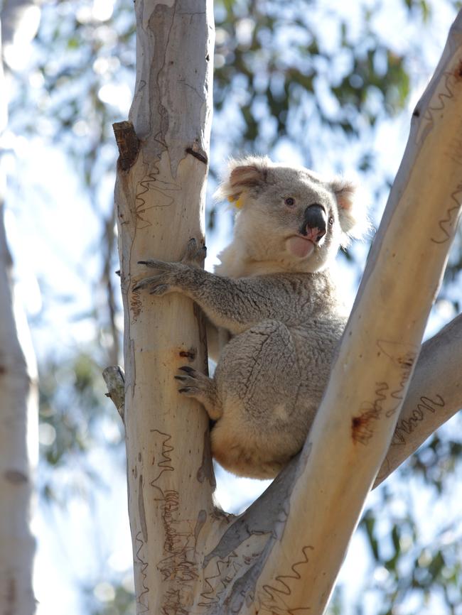 Environmental advocates are concerned about the impacts on koalas and the local bushland.