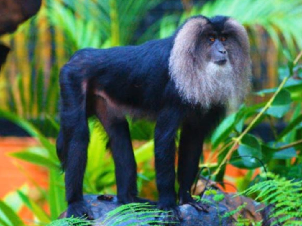 Dana (pictured) was euthanised after her companion Lhasa died of natural causes. Picture: Rockhampton Zoo