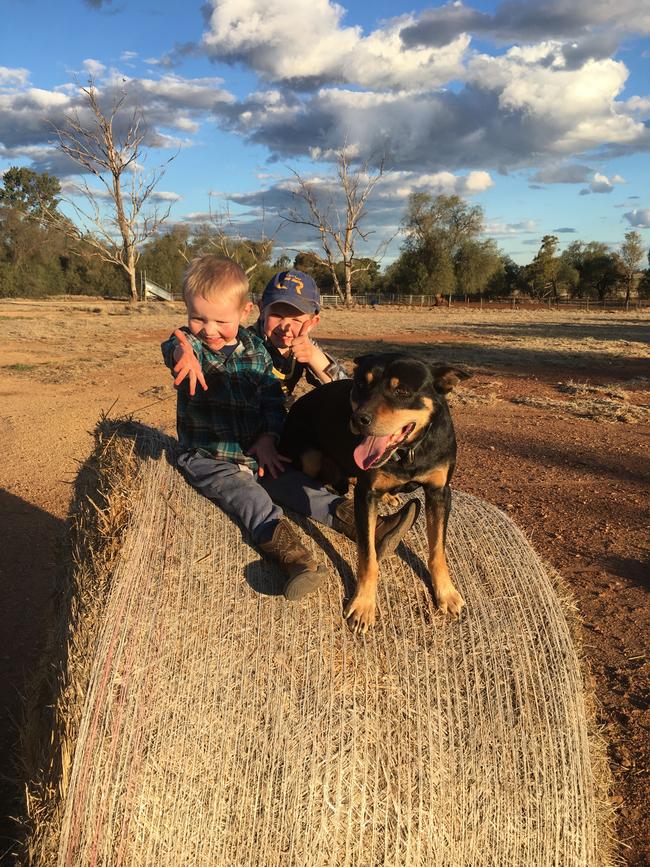 Kelpie “Bushman Ned Kelly” and friends on a hay bale at Lockhart. Picture: Libby Gooden