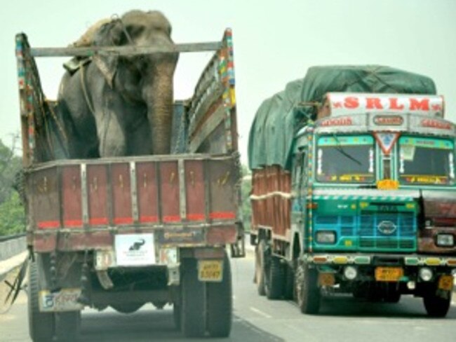 On his way ... rescuers eventually enticed Raju onto a rescue truck. Picture: Wildlife SOS India