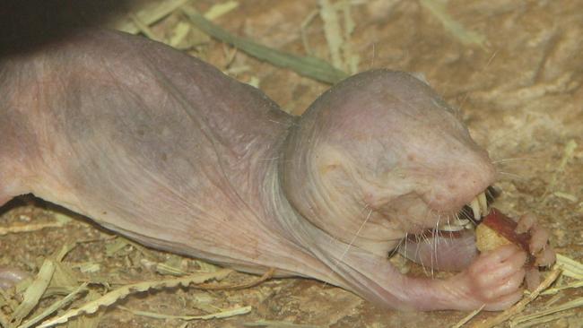 Ladies and gentlemen, the naked mole rat. Sweet dreams all …