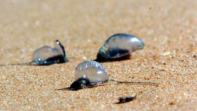 Blue bottles are everywhere on the Gold Coast today. Photo: File