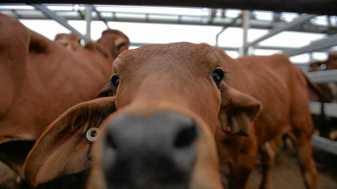 More than 45,000 head of cattle are sold at Gympie&#39;s Saleyards every year. Picture: Zizi Averill