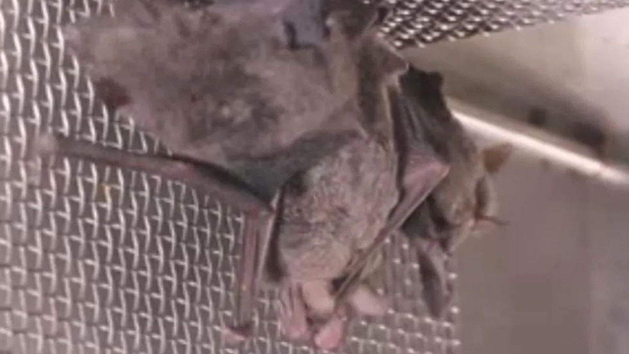 Caged bats inside the Wuhan Institute of Virology. Picture: Supplied