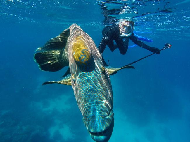 A Maori wrasse on the Great Barrier Reef off Port Douglas. Photo: Matt Raimondo.