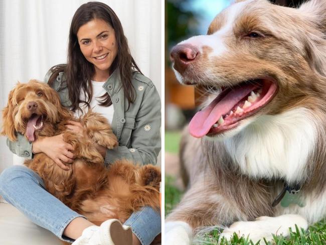 This Aussie brand is leading the charge to encourage and educate owners on pet dental health. Picture: Supplied.