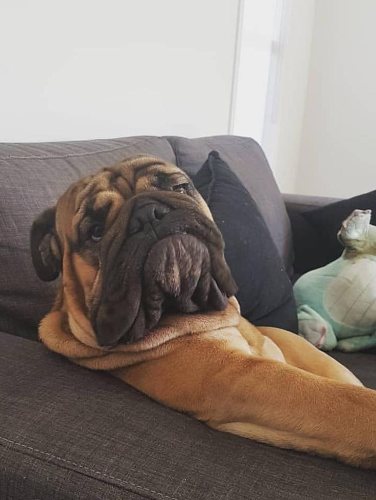 Adrian Knight's Aussie bulldog Bruno kicks back on the couch. 