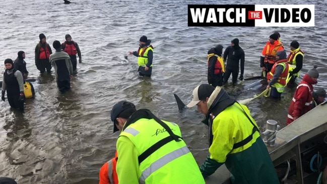 Strahan pilot whale rescue operations continue