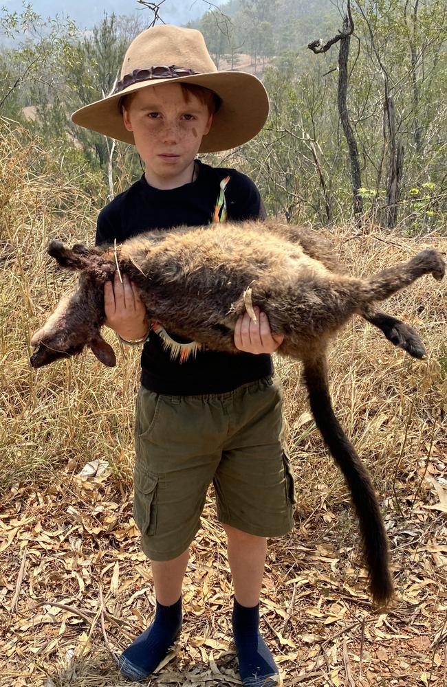 Matty Faulkner with a rock wallaby during a food drop of sweet potatoes. Picture: Australian Reptile Park