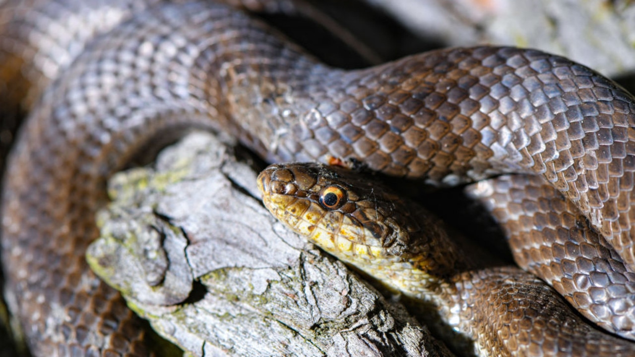 Startling evidence of a huge snake was discovered last week at a home in Northern NSW. Picture: Getty