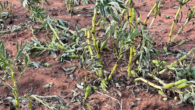 Hail storm damage to crops near Horsham has been heartbreaking for some growers who were near to harvest.