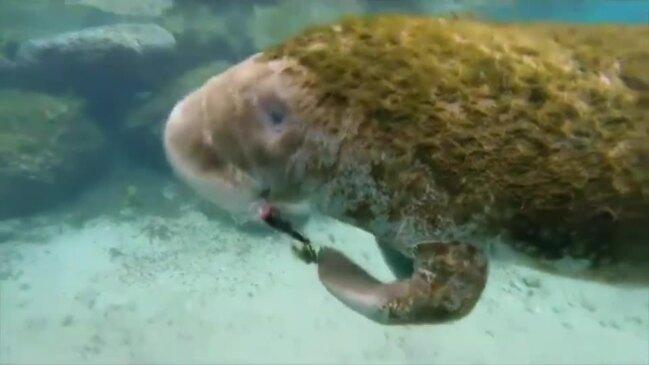 Manatee Found Tangled in Fishing Lure Released After Yearlong