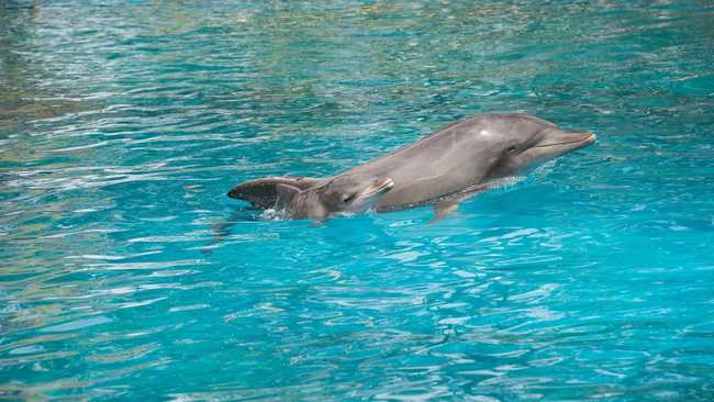 Baby dolphin’s name is out of the blue | Daily Telegraph