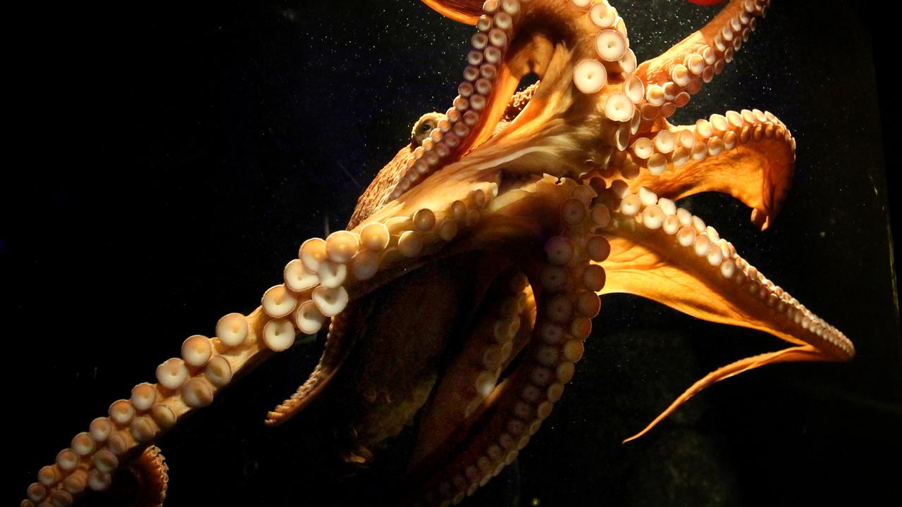 Dave is a 2.5m Giant Pacific Octopus on display at Melbourne Aquarium, he’s somewhat smaller than the largest recorded of his species, measuring 9.75m and weighing 272kg. Picture: News Corp