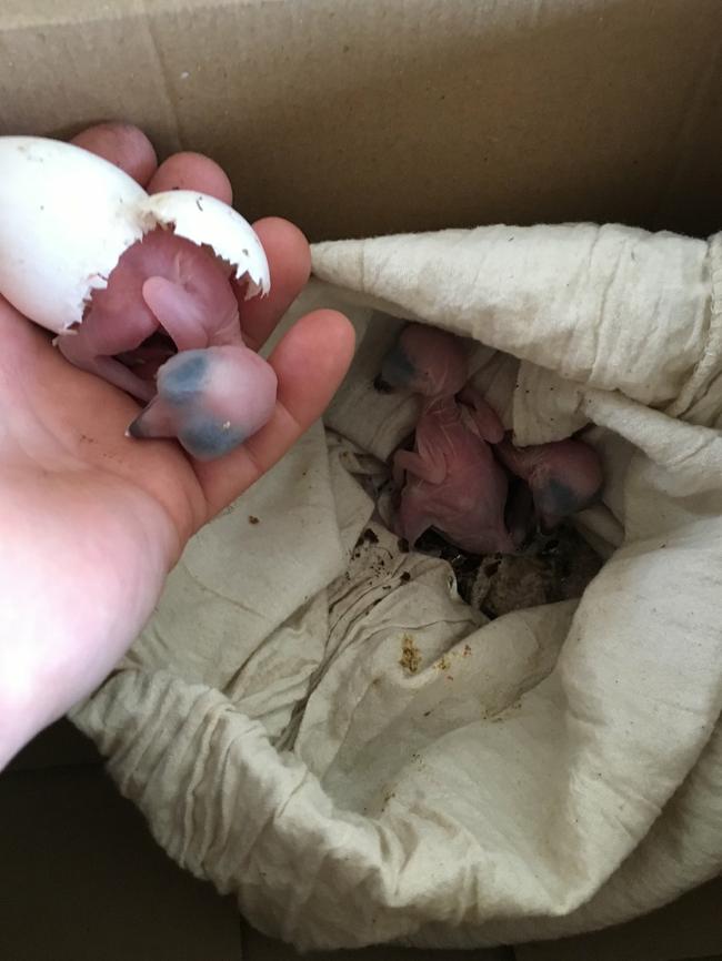 The baby kookaburras hatching after rescue.